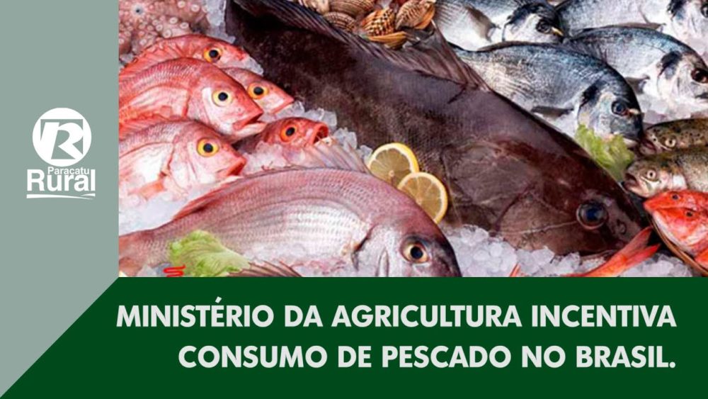 Ministério da Agricultura incentiva consumo de PESCADO no Brasil