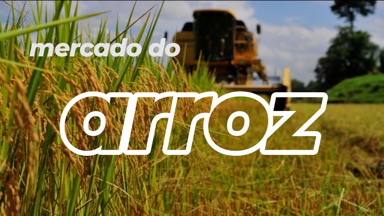 ARROZ lento nos negócios e CHUVAS tem atrapalhado PLANTIO