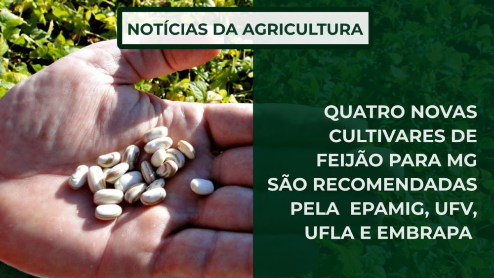 Quatro novas cultivares de feijão para MG são recomendadas pela Epamig, UFV, UFLA e Embrapa