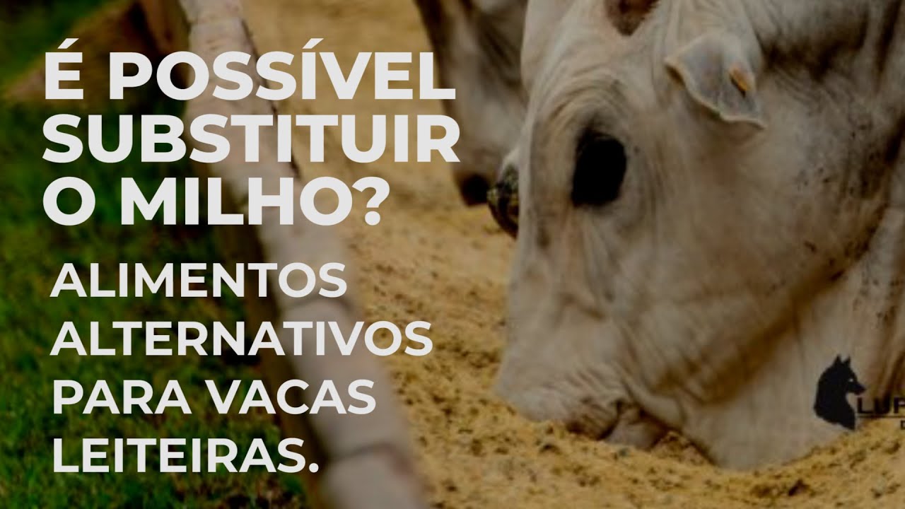 É possível substituir o milho? Alimentos alternativos para vacas leiteiras – 1ª episódio