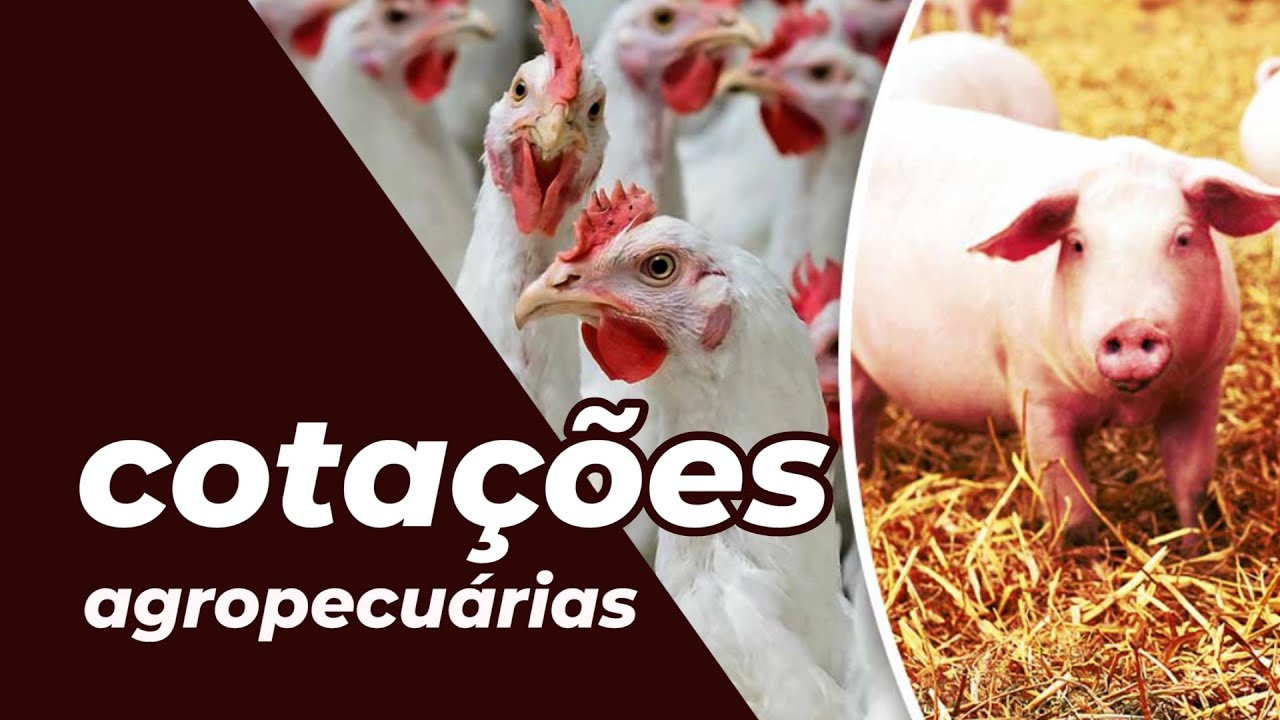 Cotações Agropecuárias 06-11-2021