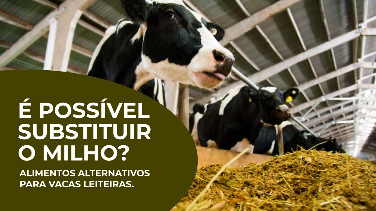 É possível substituir o MILHO? Alimentos alternativos para VACAS LEITEIRAS – 2ª Episódio