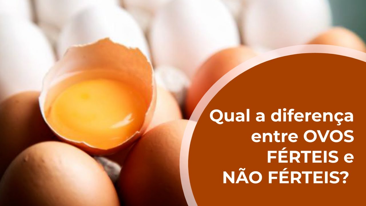 Qual a diferença entre OVOS FÉRTEIS e NÃO FÉRTEIS? Dr ZOOPET explica