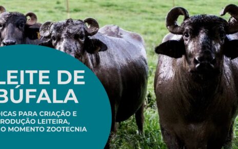 19-11 - leite bufala