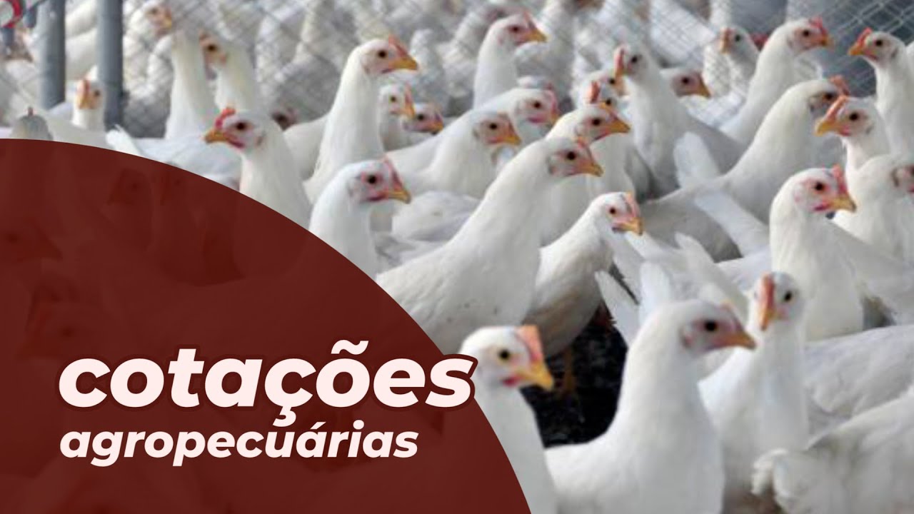 Cotações Agropecuárias 10-02-2022