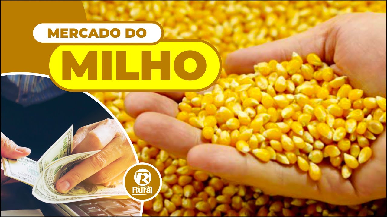 Mercado do MILHO: números são melhores que o esperado para novembro