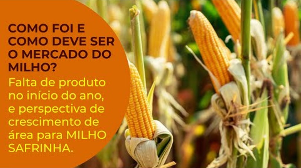 Como foi e como deve ser o Mercado do MILHO?