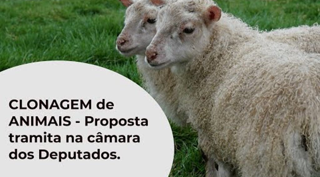 CLONAGEM de ANIMAIS - Proposta tramita na câmara dos Deputados