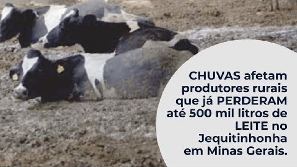 CHUVAS afetam produtores rurais que já PERDERAM até 500 mil litros de LEITE no Jequitinhonha em MG