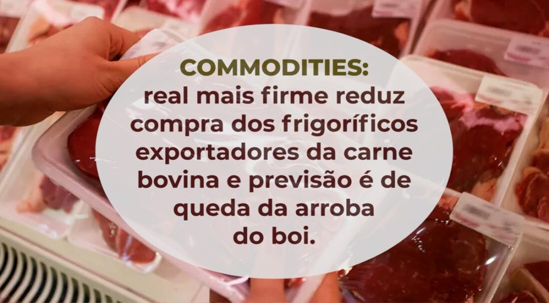 Commodities: real mais firme reduz compra dos frigoríficos exportadores da carne bovina e previsão é de queda da arroba do boi