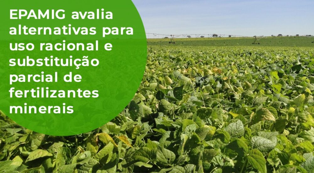 EPAMIG avalia alternativas para uso racional e substituição parcial de fertilizantes minerais