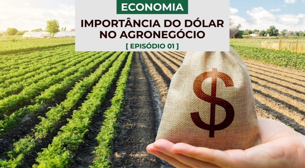 Importância do DÓLAR no AGRONEGÓCIO | Episódio 01