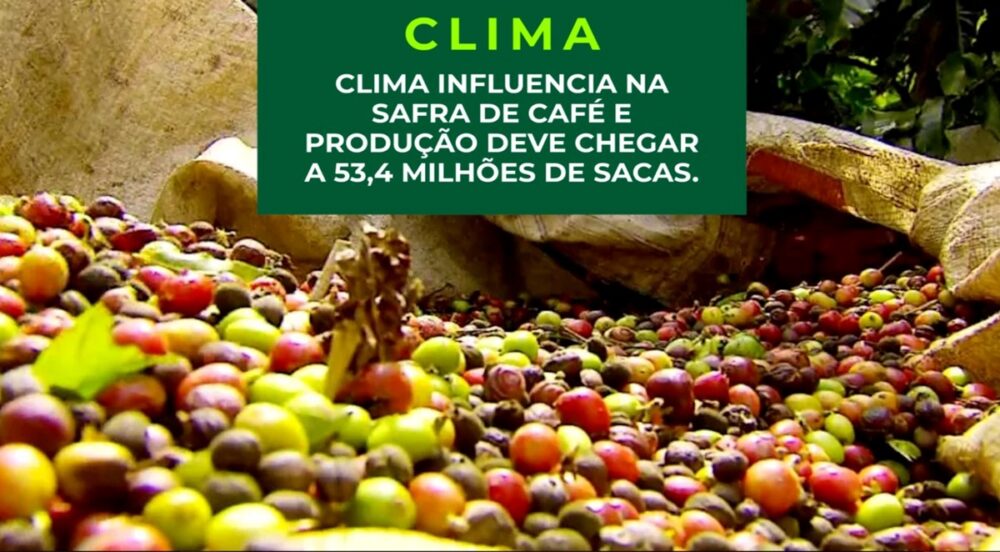 Clima influencia na safra de café e produção deve chegar a 53,4 milhões de sacas