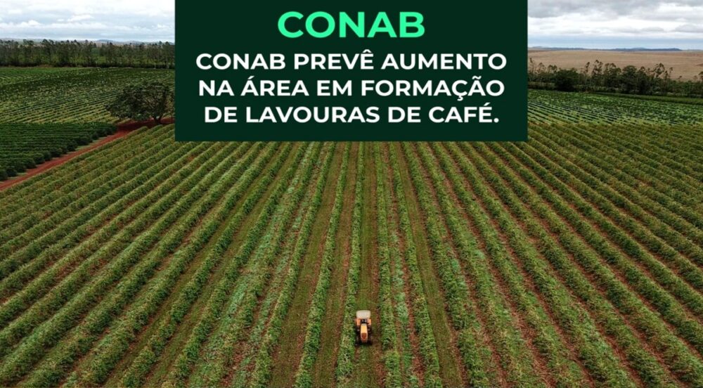 CONAB prevê aumento na área em formação de LAVOURAS de CAFÉ