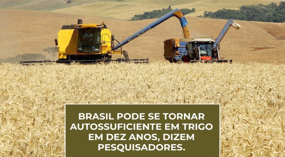 Brasil pode ser AUTOSSUFICIENTE em TRIGO em dez anos, dizem pesquisadores