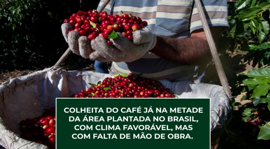 Colheita do CAFÉ na metade da área plantada, clima favorável, mas com falta de mão de obra