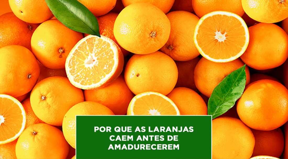 Por que as Laranjas caem antes de amadurecerem