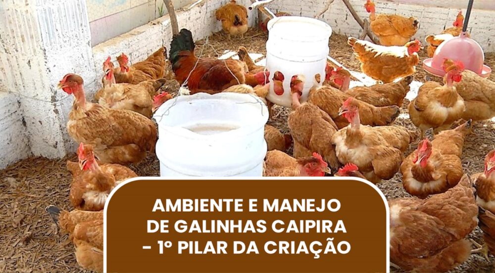 Ambiente e Manejo é o 1º pilar para criação de frango e galinha caipira