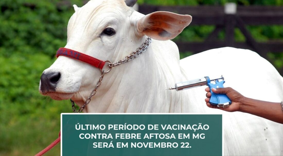 Último período de vacinação contra FEBRE AFTOSA em MG será em Novembro 22.