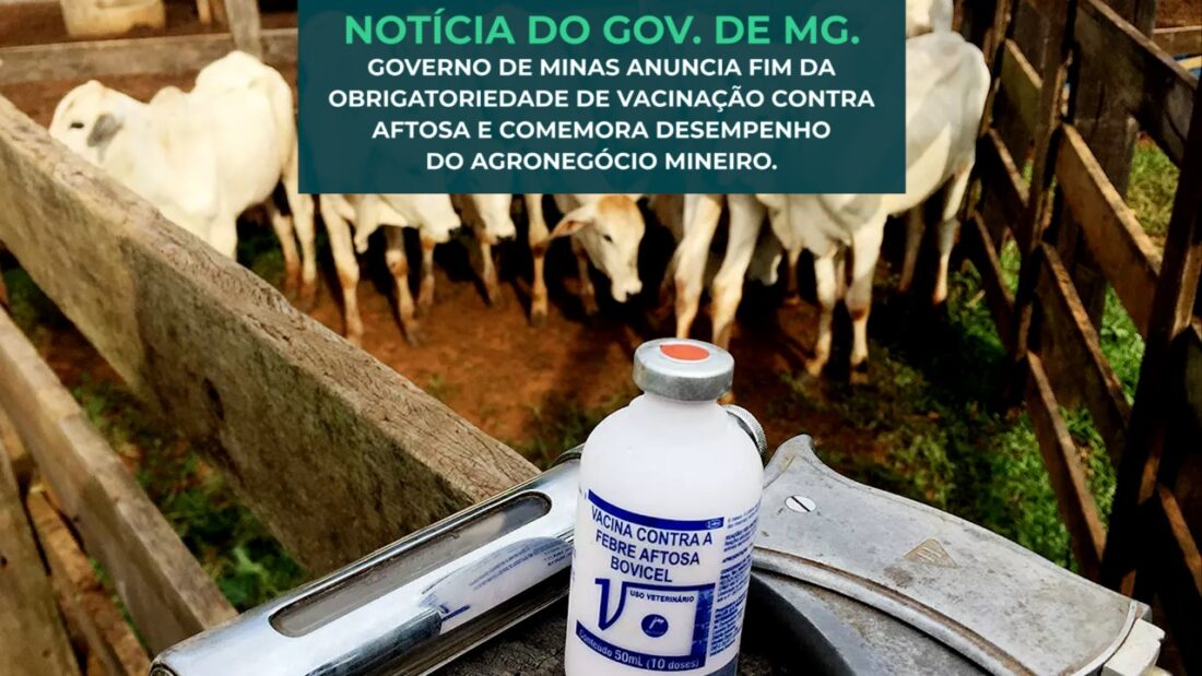 Governo de MG anuncia fim da obrigatoriedade de vacinação contra aftosa.