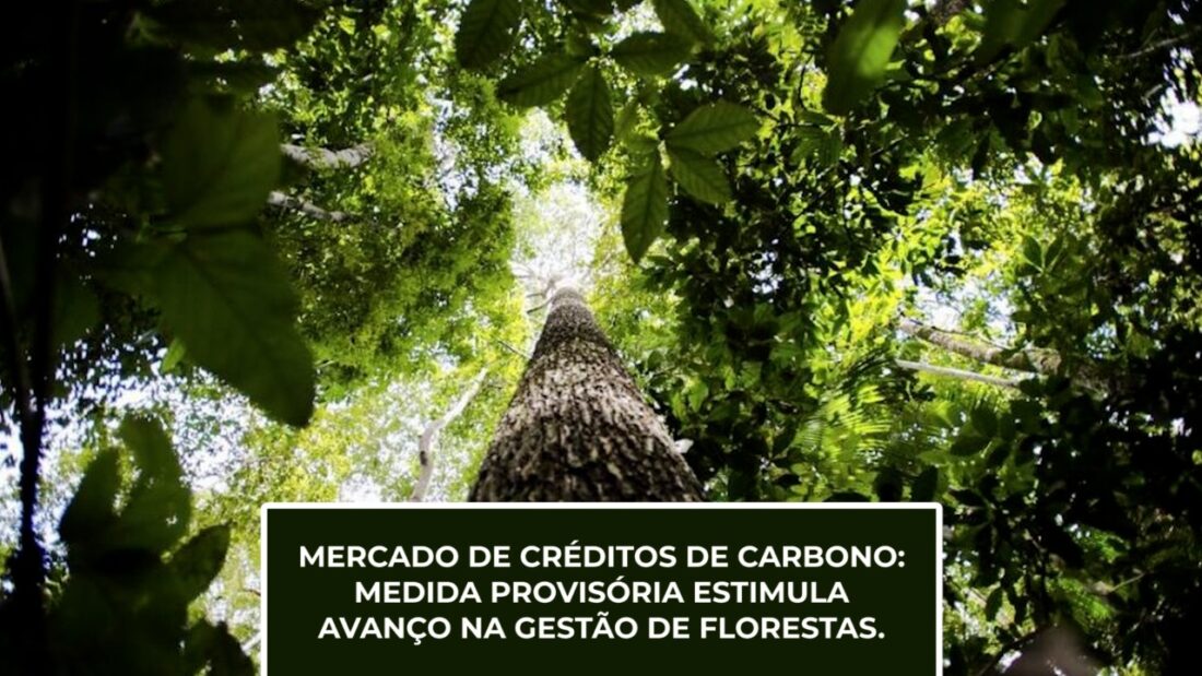 Mercado de créditos de carbono: medida provisória estimula avanço na gestão de florestas.