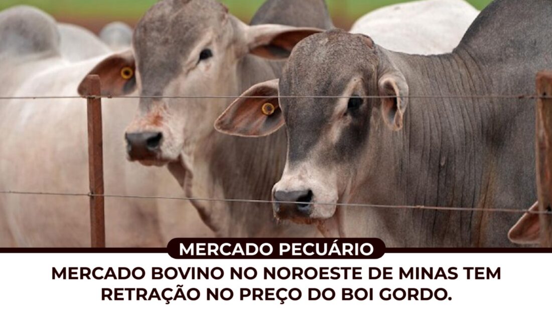 Mercado BOVINO no Noroeste de Minas tem retração no preço do BOI GORDO.