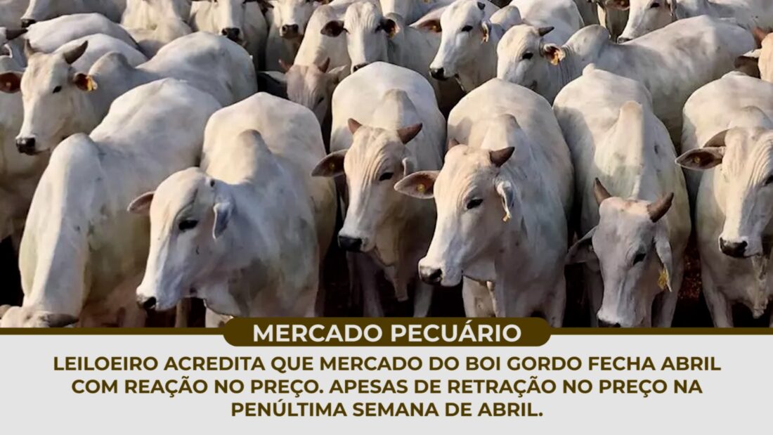 Leiloeiro acredita que mercado do BOI GORDO fecha abril com reação no preço.