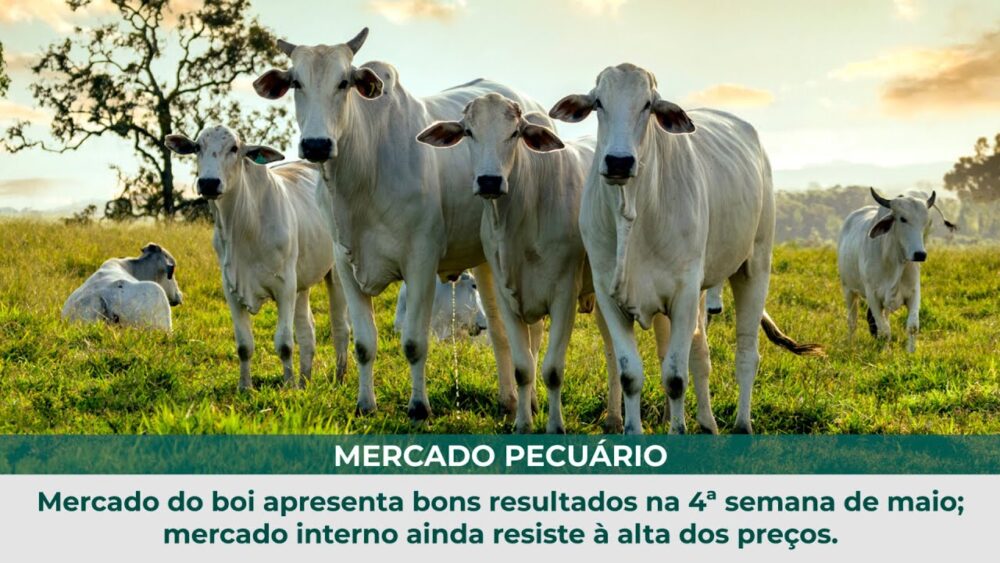 Mercado do boi apresenta bons resultados na 4ª semana de maio