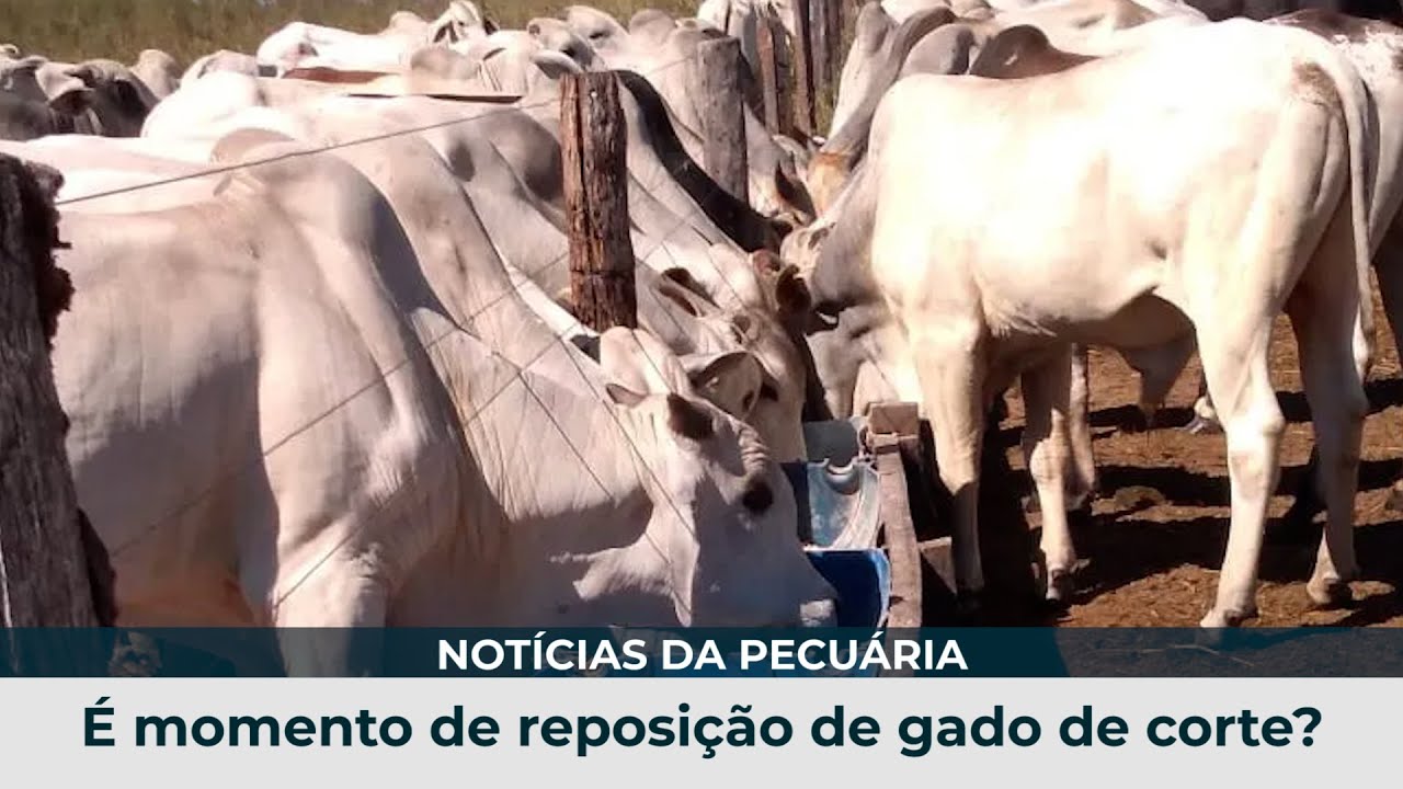 PECUÁRIA - É momento de reposição de gado de corte?