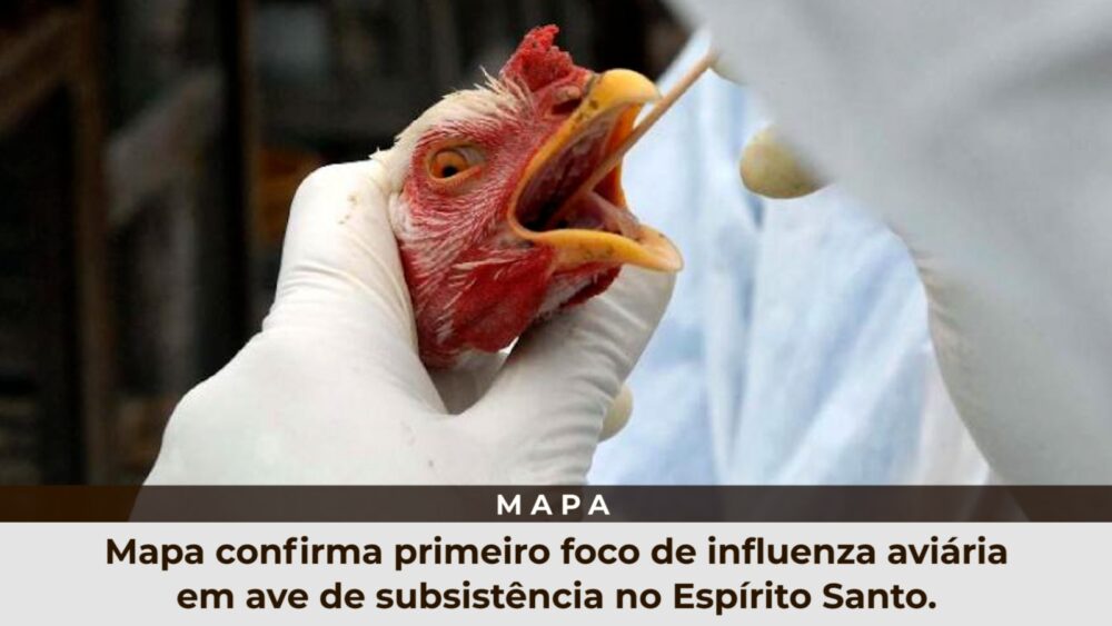 Mapa confirma primeiro foco de influenza aviária em ave de subsistência no Espírito Santo