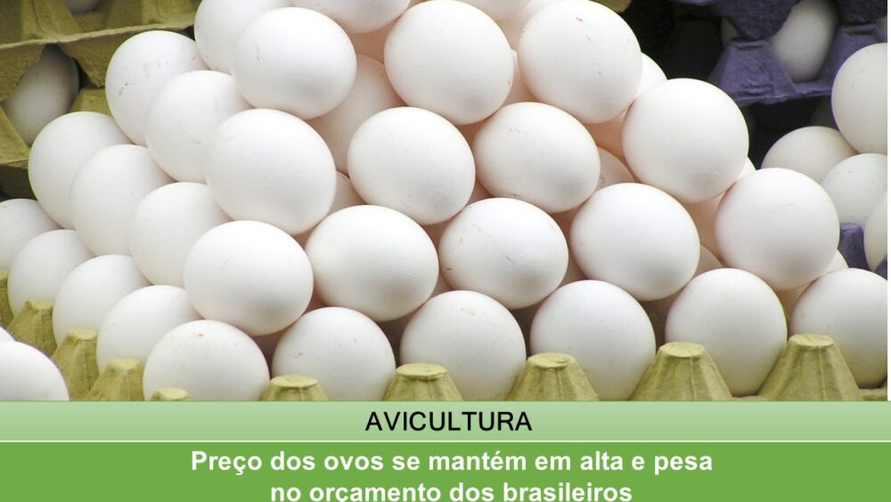 Preço dos ovos se mantém em alta e pesa no orçamento dos brasileiros