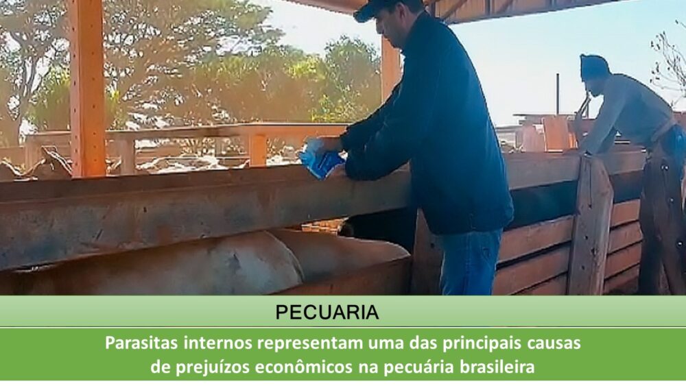 Parasitas internos representam uma das principais causas de prejuízos econômicos na pecuária brasileira