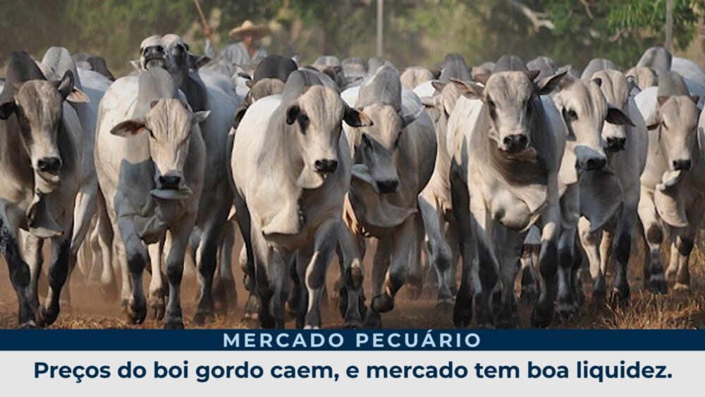 Preços do boi gordo caem, e mercado tem boa liquidez