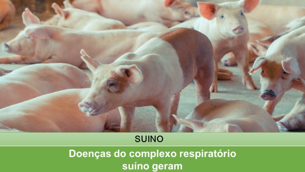 Doenças do complexo respiratório suíno geram impactos em todos os elos da cadeia de produção