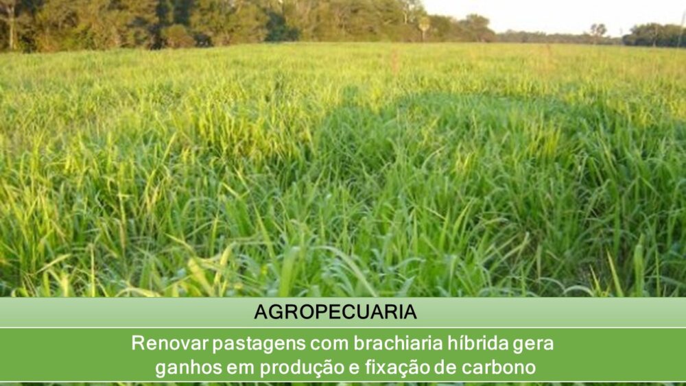 Renovar pastagens com brachiaria híbrida gera ganhos em produção e fixação de carbono