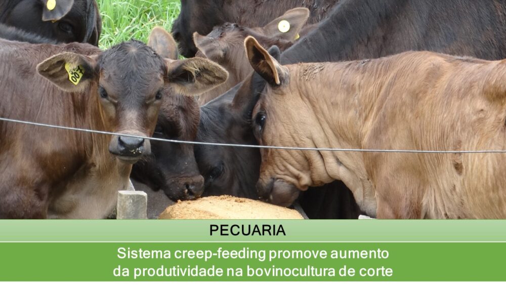 Sistema creep-feeding promove aumento da produtividade na bovinocultura de corte