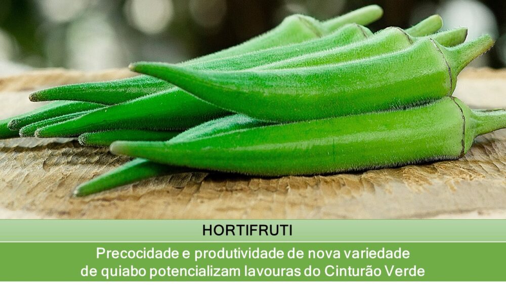 Precocidade e produtividade de nova variedade de quiabo potencializam lavouras do Cinturão Verde