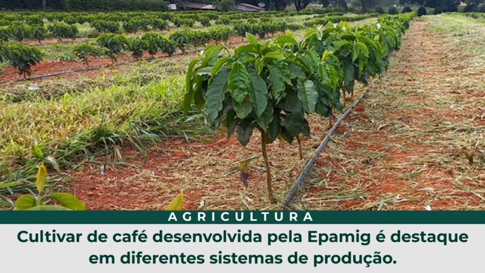 Cultivar de café desenvolvida pela Epamig é destaque em diferentes sistemas de produção