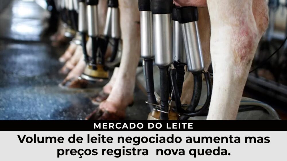 Volume de leite negociado aumenta mas preços registram nova queda