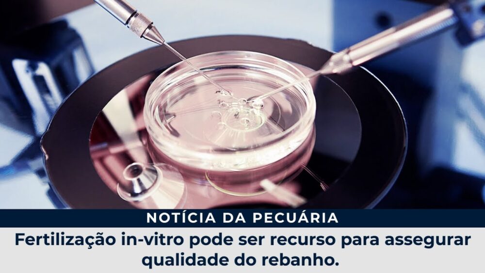 Fertilização in-vitro pode ser recurso para assegurar qualidade do rebanho