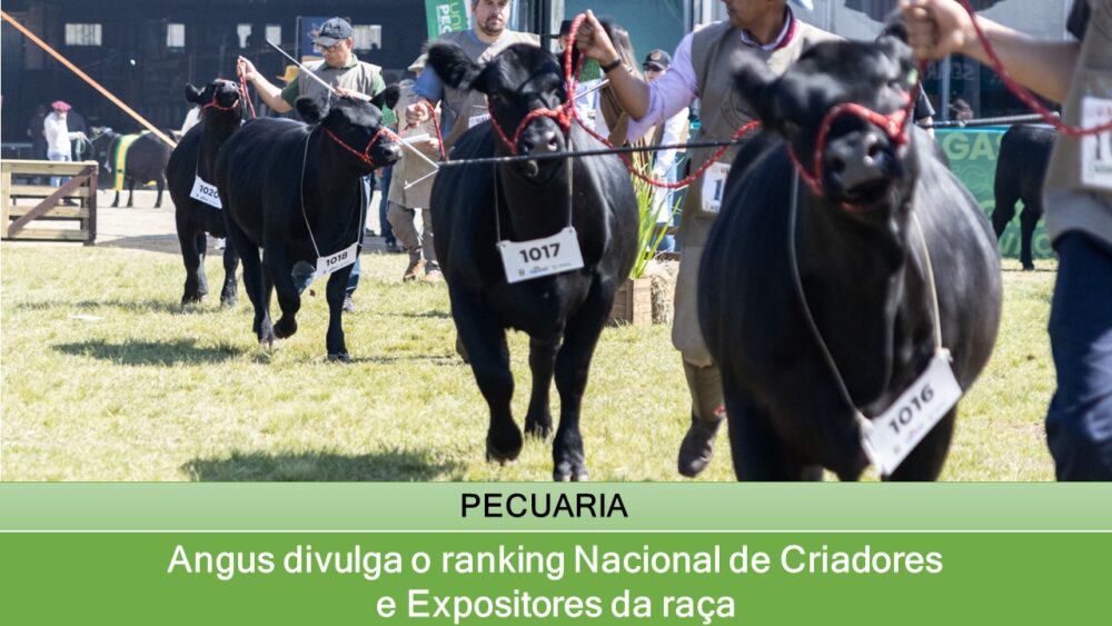 Angus divulga o ranking Nacional de Criadores e Expositores da raça