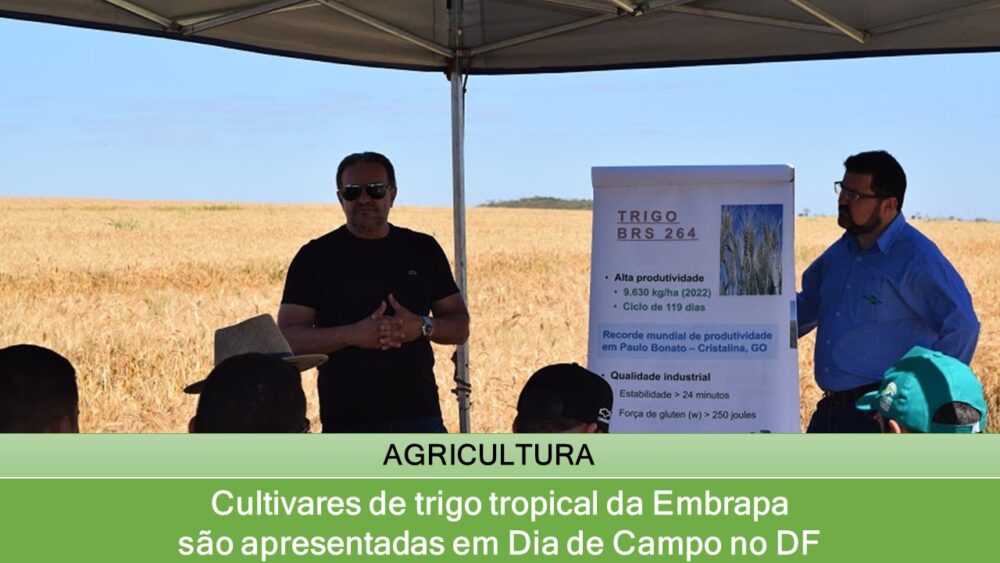 Cultivares de trigo tropical da Embrapa são apresentadas em Dia de Campo no DF