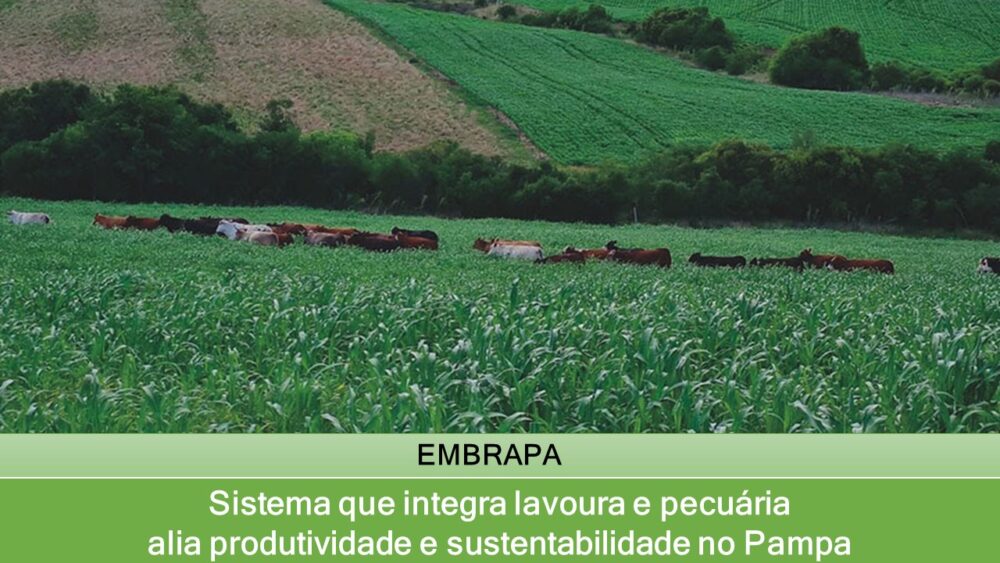 Sistema que integra lavoura e pecuária alia produtividade e sustentabilidade no Pampa