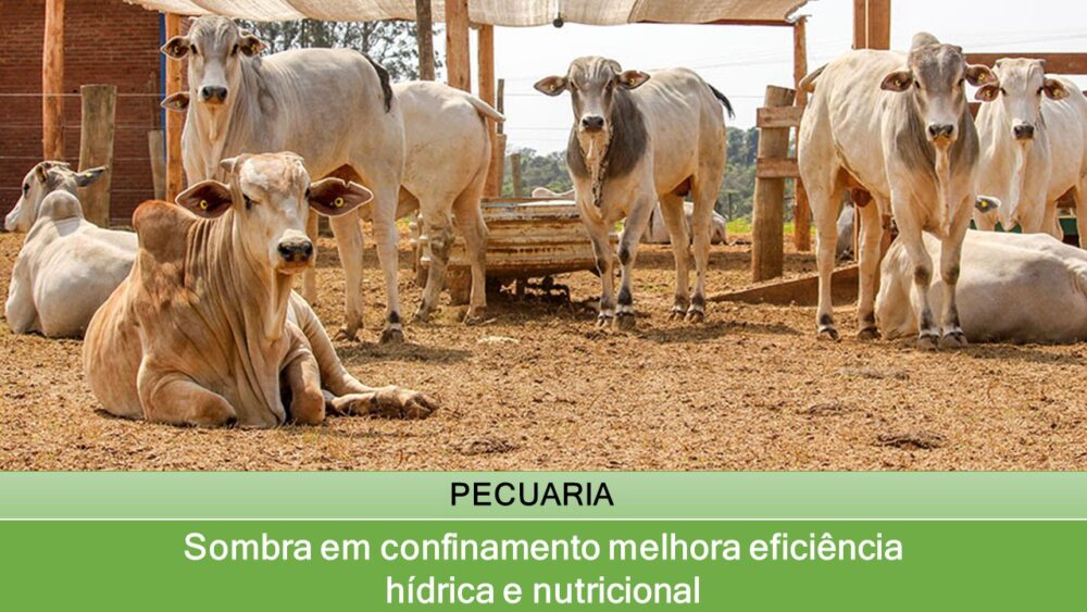 Sombra em confinamento melhora eficiência hídrica e nutricional