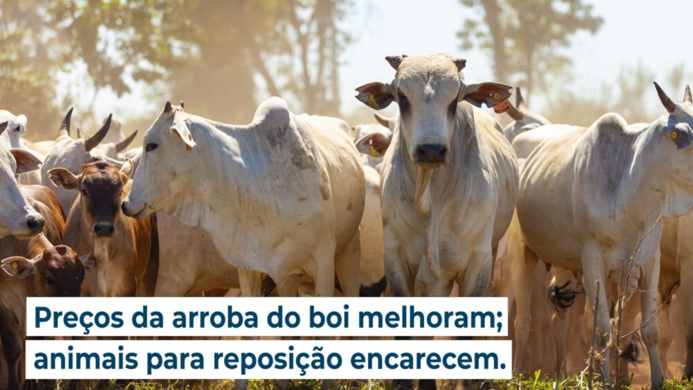 Preços da arroba do boi melhoram; animais para reposição encarecem