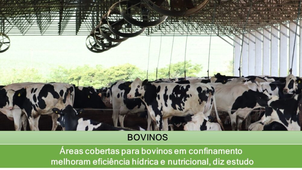 Áreas cobertas para bovinos em confinamento melhoram eficiência hídrica e nutricional, diz estudo