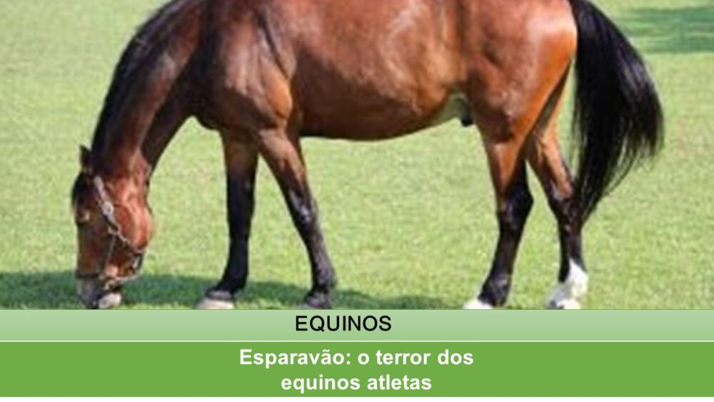 Esparavão: o terror dos equinos atletas