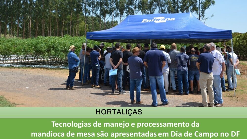 Tecnologias de manejo e processamento da mandioca de mesa são apresentadas em Dia de Campo no DF