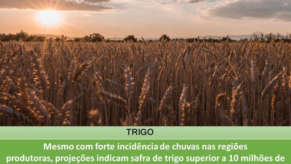 Mesmo com forte incidência de chuvas nas regiões produtoras, projeções indicam safra de trigo superior a 10 milhões de toneladas no Brasil