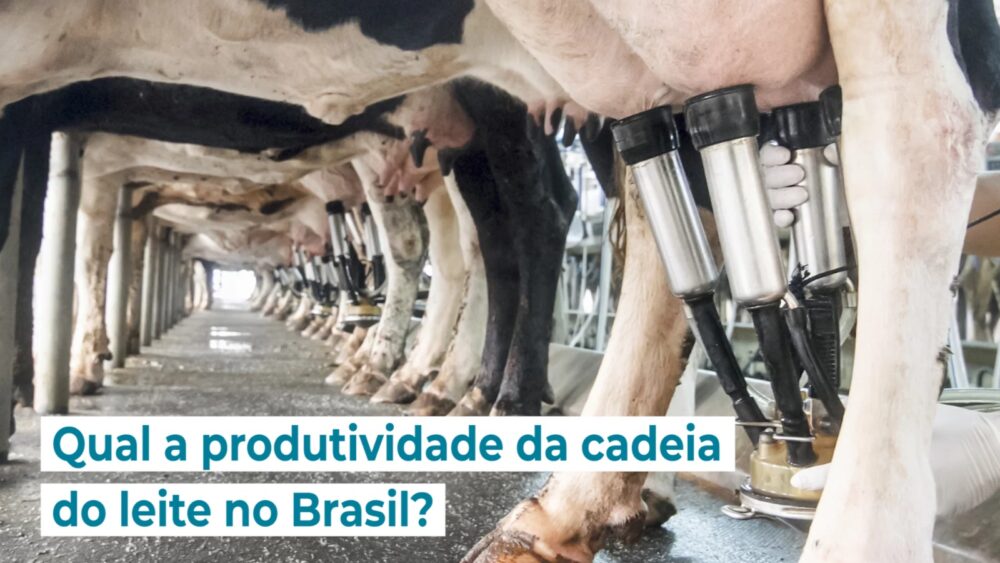 Qual A Produtividade Da Cadeia Do Leite No Brasil Paracatu Rural